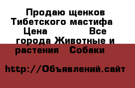 Продаю щенков Тибетского мастифа › Цена ­ 45 000 - Все города Животные и растения » Собаки   